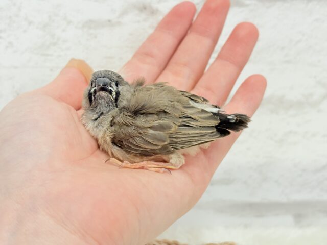 ジャンボキンカチョウ