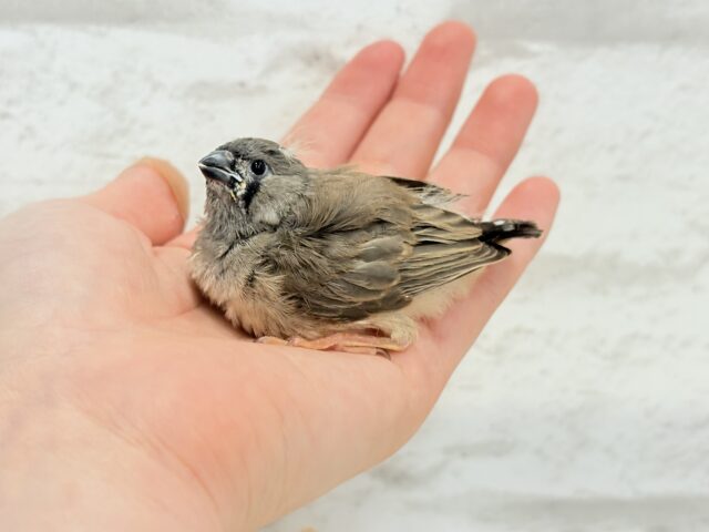 ジャンボキンカチョウ