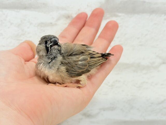 ジャンボキンカチョウ