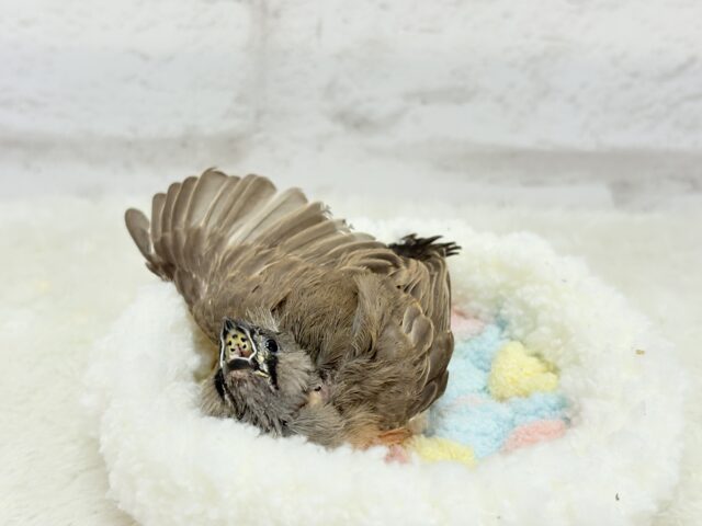 ジャンボキンカチョウ