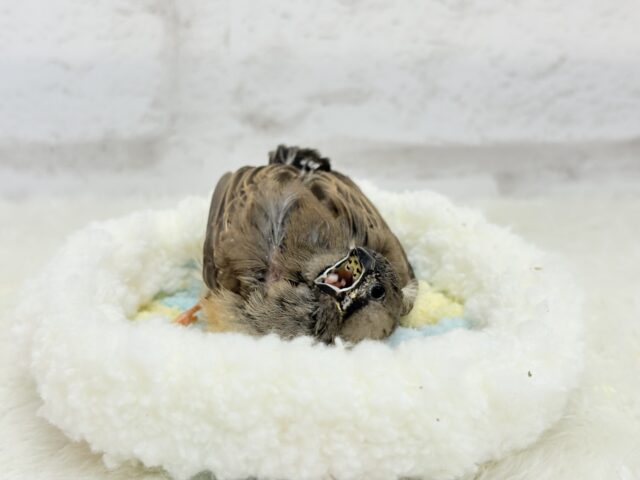 ジャンボキンカチョウ