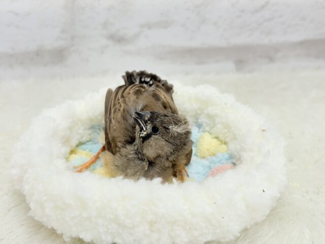 ジャンボキンカチョウ