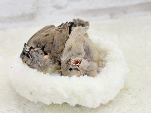 ジャンボキンカチョウ