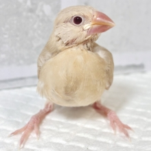 シナモン文鳥  ヒナ  🕰‪🧡‬‪✧*｡