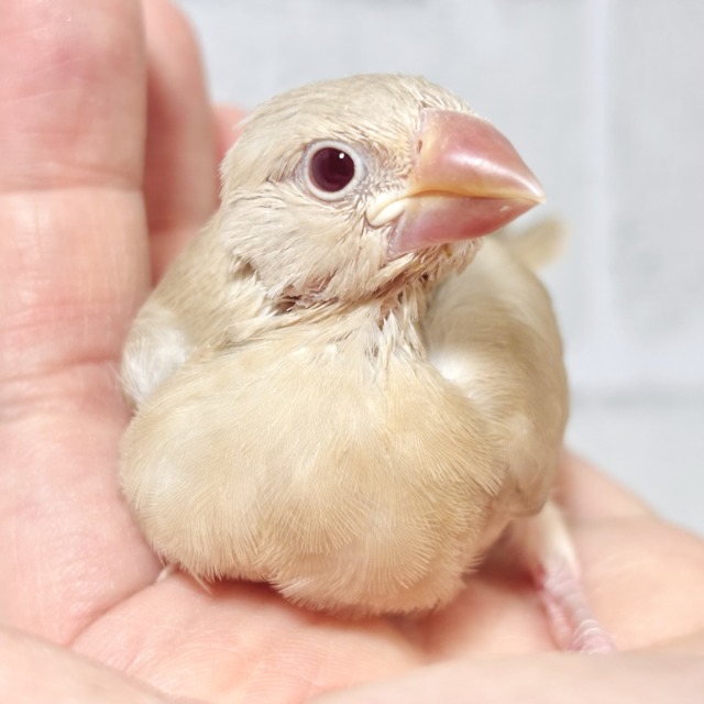 シナモン文鳥