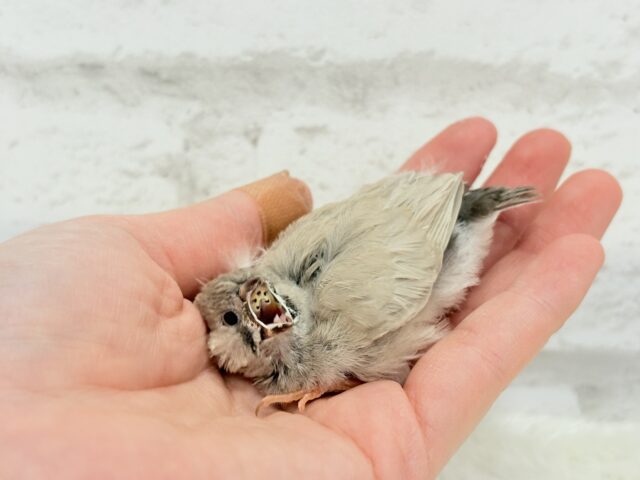 ジャンボキンカチョウ