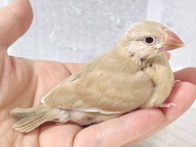 シナモン文鳥