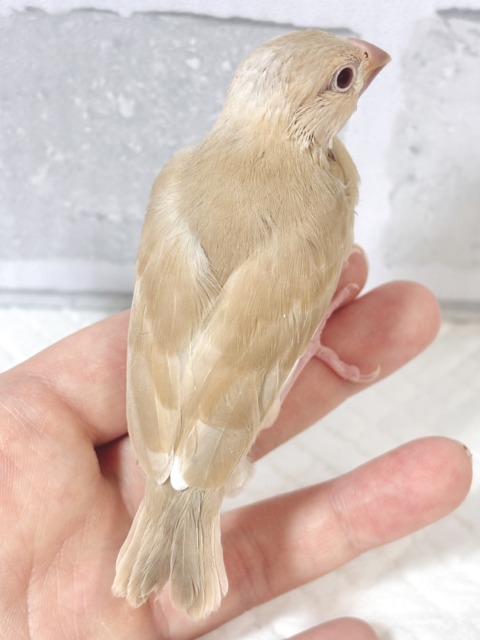 シナモン文鳥