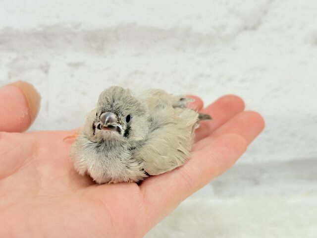 ジャンボキンカチョウ