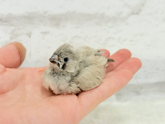 ジャンボキンカチョウ