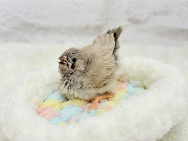 ジャンボキンカチョウ