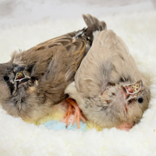 【最新画像更新🪄】食欲旺盛‪☆ぱやぱやコンビ🐣💖ジャンボキンカチョウ ヒナ