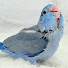 【最新画像更新🪄】表情豊か♡おめめがキレイ🐥💫マメルリハ(コバルト) 男の子 ヒナ