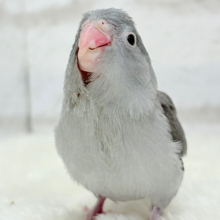 【最新画像更新🪄】カッコイイ＆カワイイの合わせ技🐥🩶マメルリハ(モーブ) ヒナ