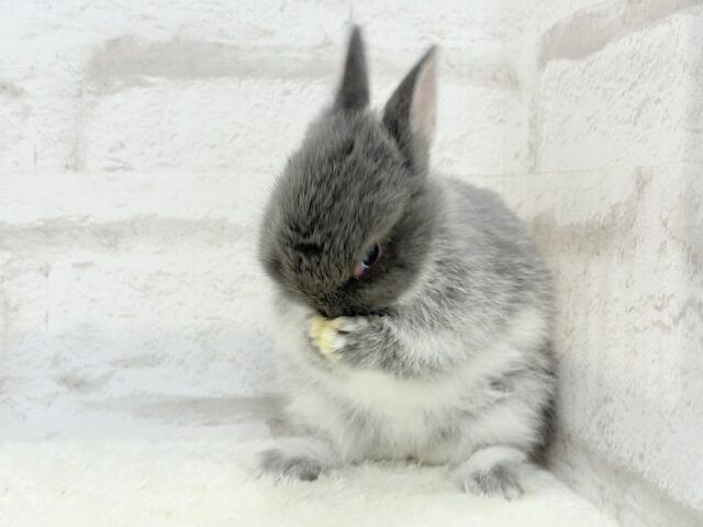 ネザーランドドワーフ