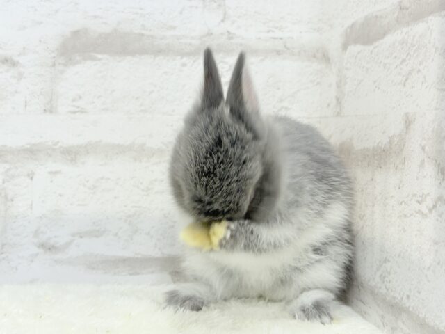 ネザーランドドワーフ