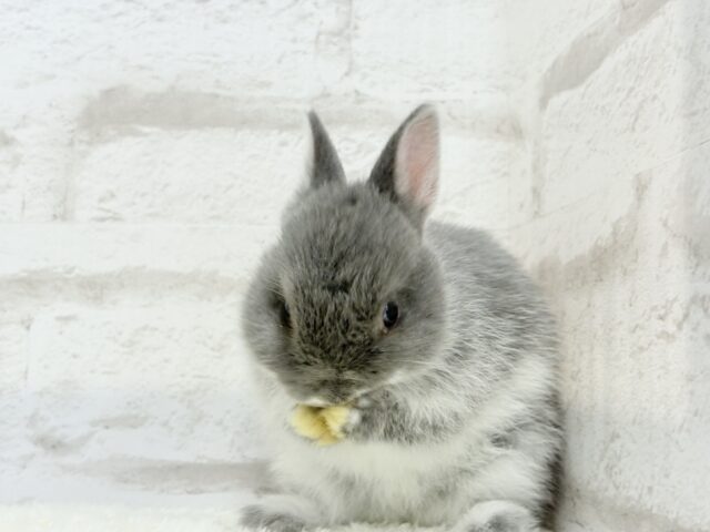 ネザーランドドワーフ