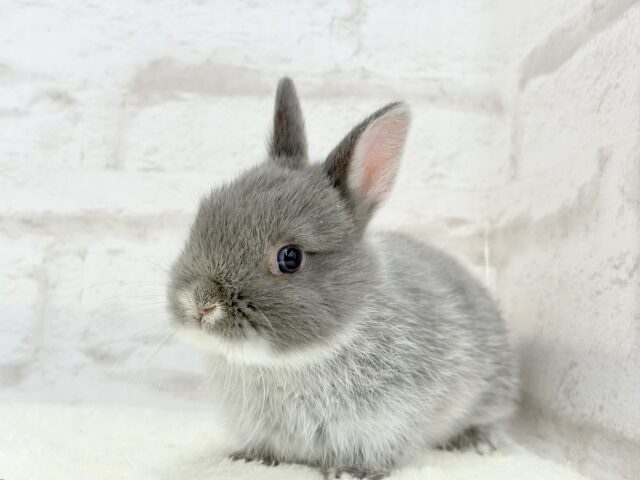 ネザーランドドワーフ