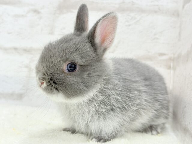 ネザーランドドワーフ