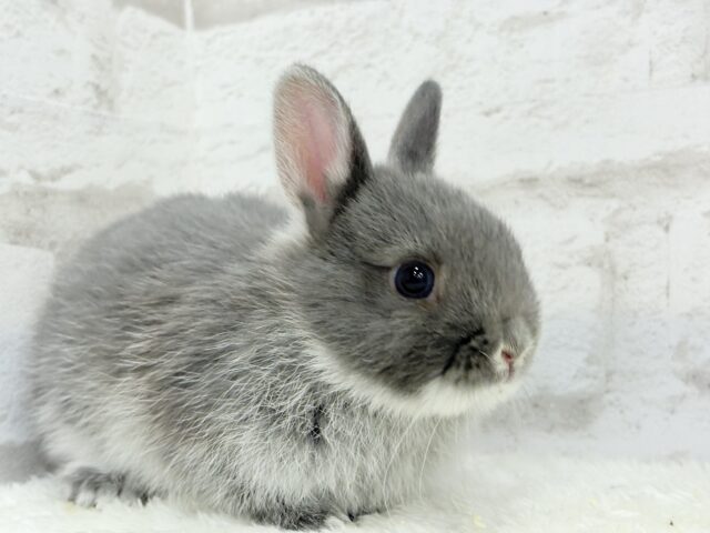 ネザーランドドワーフ