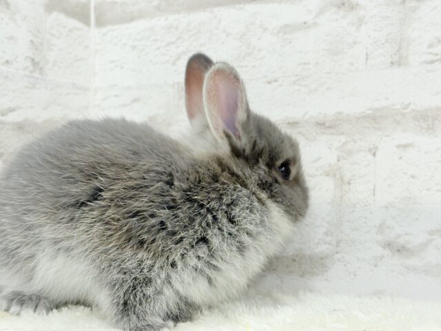 ネザーランドドワーフ