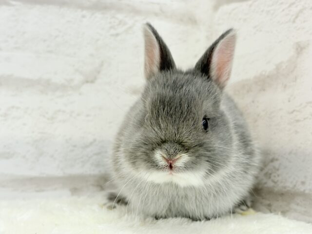 ネザーランドドワーフ