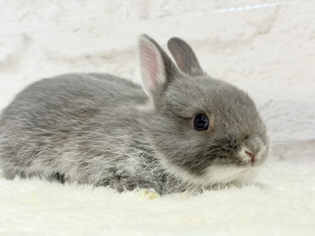 ネザーランドドワーフ