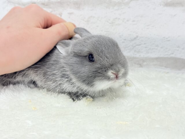 ネザーランドドワーフ