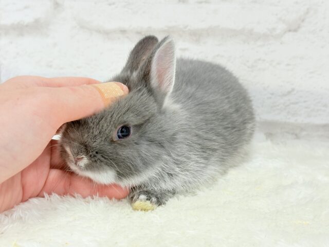 ネザーランドドワーフ