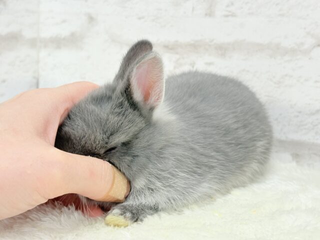 ネザーランドドワーフ