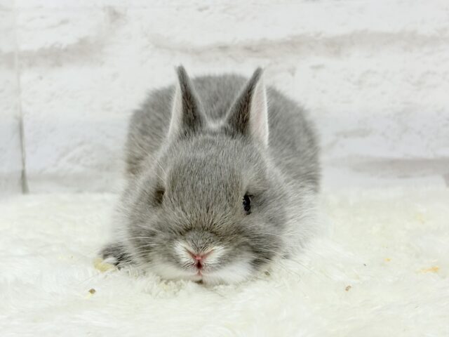 ネザーランドドワーフ