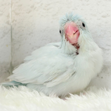 儚げアイスブルー🐣🩵マメルリハ(アメリカンホワイト) 女の子 ヒナ