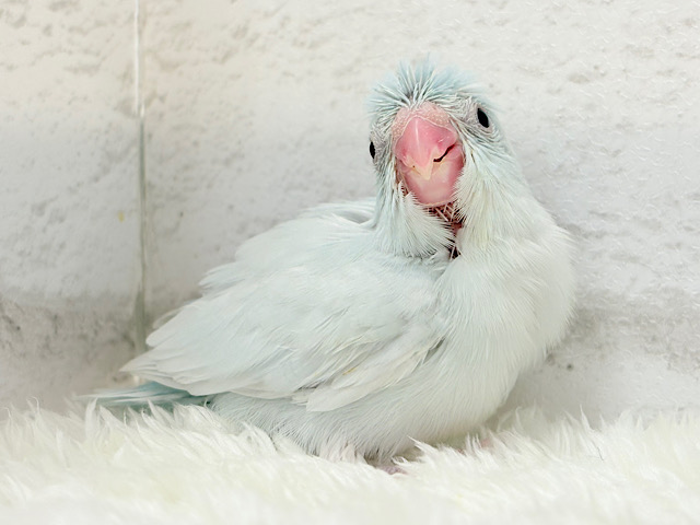 儚げアイスブルー🐣🩵マメルリハ(アメリカンホワイト) 女の子 ヒナ