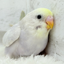 神秘的で目を引く美しさ🫧セキセイインコ(イエローフェイスライラック) ヒナ
