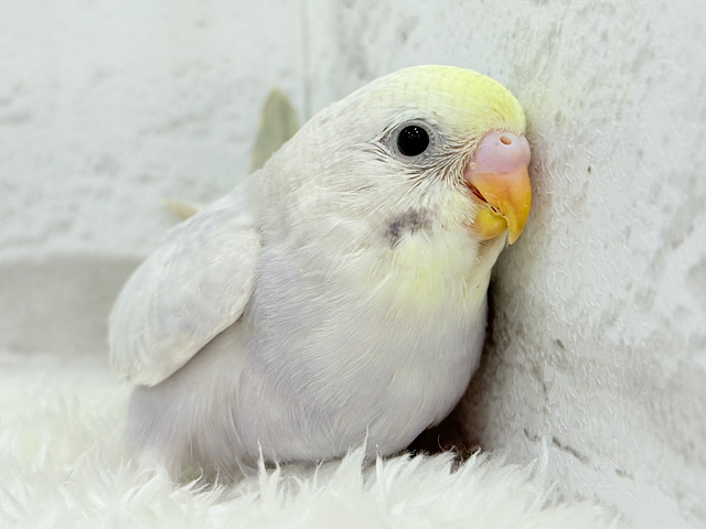 神秘的で目を引く美しさ🫧セキセイインコ(イエローフェイスライラック) ヒナ