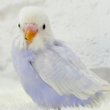 麗しい💜目を奪われる美しさ𖤐  ̖́-‬セキセイインコ(ライラック) ヒナ