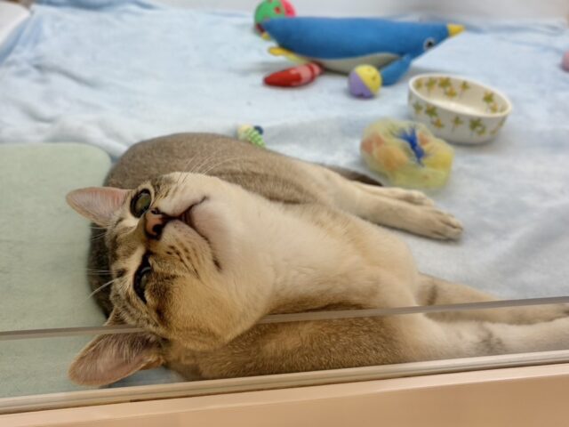 甘々タイムの破壊力が凄まじい♥シンガプーラくん! シンガプーラ