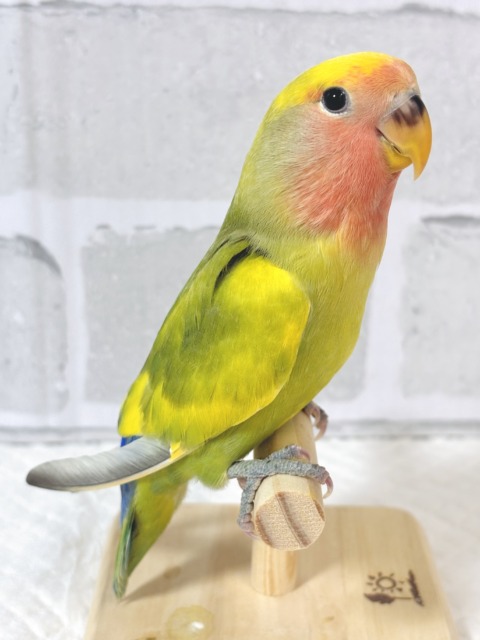 コザクラインコ（小桜インコ）