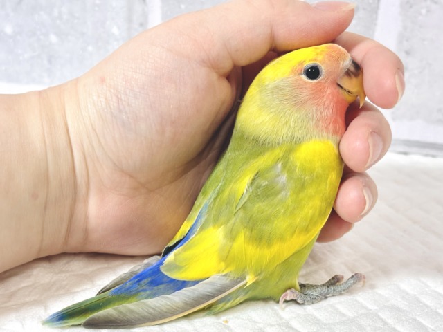 コザクラインコ（小桜インコ）