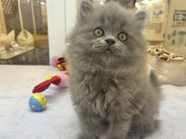 スコティッシュフォールド