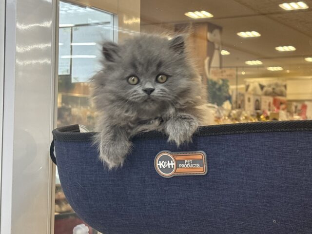 スコティッシュフォールド