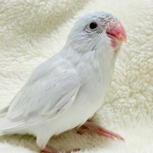 淡色の元気っ子🩵マメルリハ(アメリカンホワイト) 女の子 ヒナ