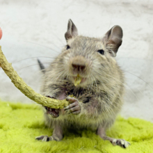 僕の可愛さに早く気づいて？♥デグー(ノーマル)男の子