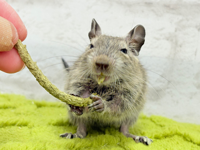 僕の可愛さに早く気づいて？♥デグー(ノーマル)男の子