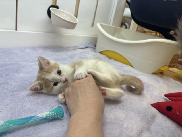 まん丸ボーイの愛はデッカいゾ〜♥スコティッシュストレートくん! スコティッシュストレート