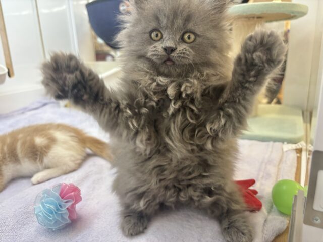 スコティッシュフォールド