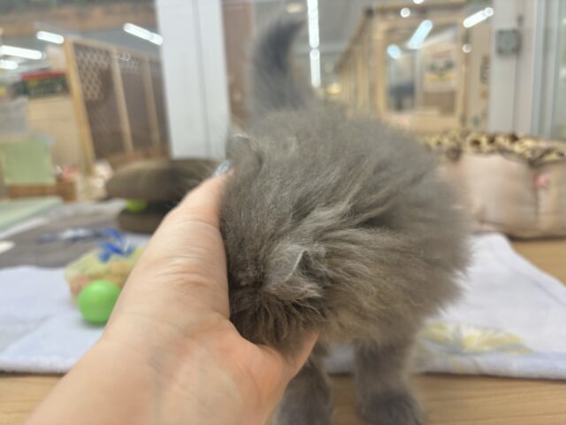 スコティッシュフォールド