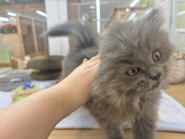 スコティッシュフォールド