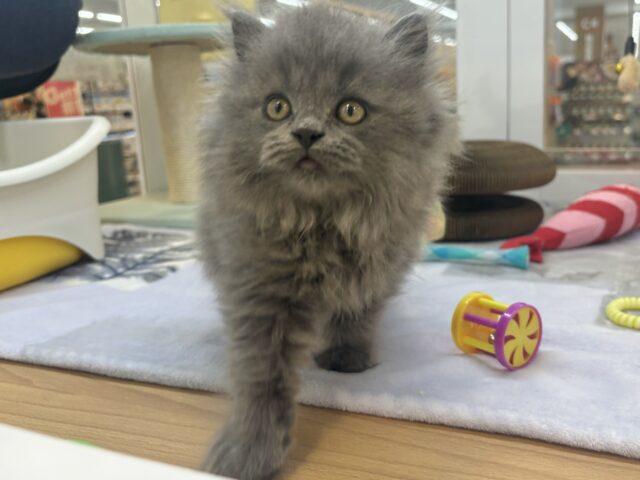 スコティッシュフォールド