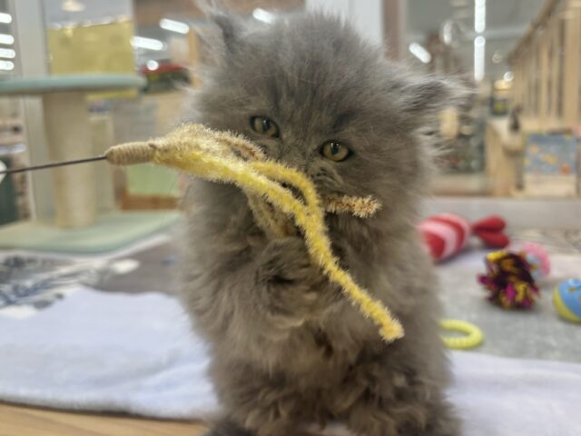 スコティッシュフォールド